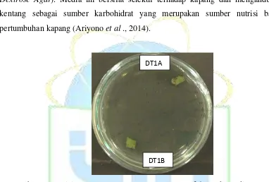 Gambar 4.1 Posisi Penanaman Daun Drynaria quercifolia pada media PDA 