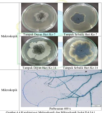Gambar 4.4 Karakterisasi Makroskopik dan Mikroskopik Isolat DA3A1 