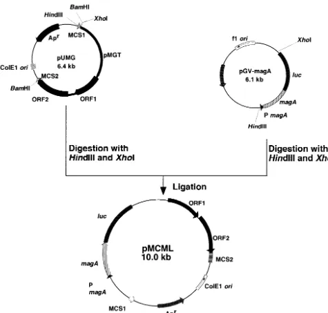 FIG. 3. Strategy for cloning and construction of expression vector pMCML.