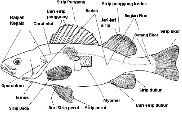 Gambar 16. Morfologi Ikan 