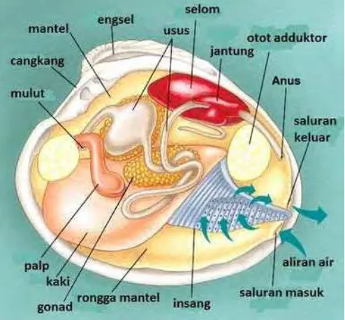 Gambar 24. Anatomi kerang (Molluska) 