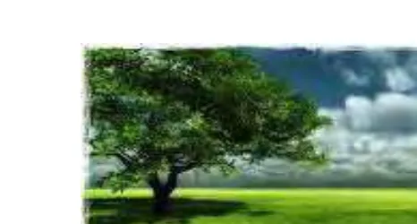 Gambar 3.  Pohon yang Hidup di Tengah Padang Rumput 