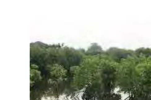 Gambar 4.    Hutan mangrove 