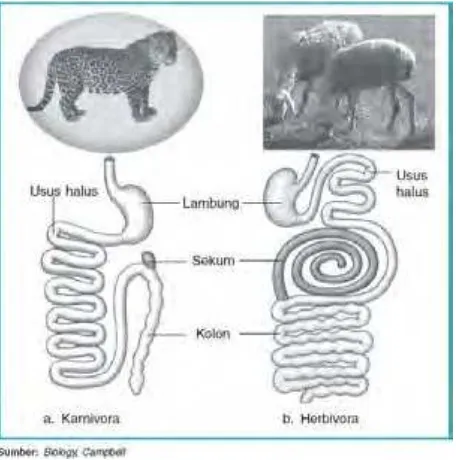 Gambar 14. Perbandingan saluran pencernaan karnivora dan ruminansia 1 
