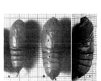 Gambar 5. Imago C. trifenestrata: (A) betina; (B) jantan; (C) pandangarllateral imago betina; (D) pandangan ventral imago jantan setelah sayap dipotong 