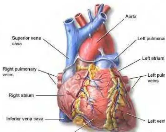 Gambar 2.  jantung vertebrata 