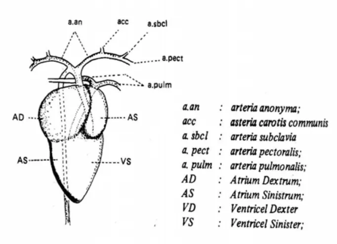 Gambar 12.  Skema peredaran darah vena pada unggas (Radiopoetro, 1991) 