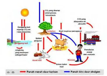 Gambar 14.  Siklus oksigen dan karbondioksida 