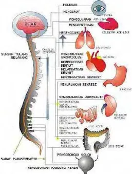 Gambar 1. Hubungan Sistem Syaraf dengan Organ Tubuh 