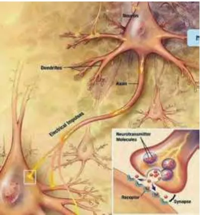 Gambar 4.  Neurotransmiter 
