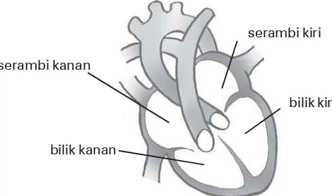 Gambar 3.2 Bagian-bagian jantung