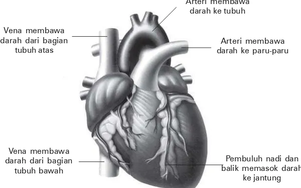 Gambar 3.3 Pembuluh nadi (arteri) dan balik (vena).