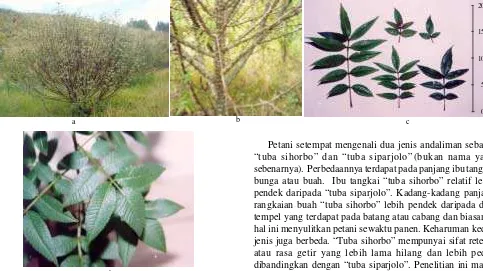 Gambar 1. a. tanaman andaliman; b. batang, cabang, ranting berduri;c. daun majemuk; d