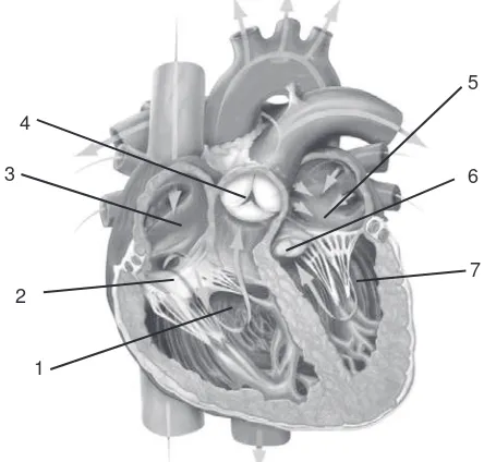 Gambar 7 Bagian-Bagian Jantung (Sumber: Kamus Visual)