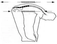 Gambar  2.2 Mekanisme rasa nyeri pada posisi membungkuk. Sumber. Priyadi, 2011 