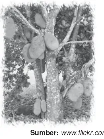 Gambar 3.22 Pohon
