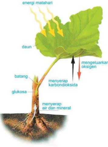 Gambar 2.2 Skema proses fotosintesis