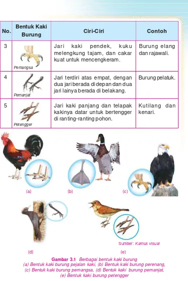 Gambar 3.1 Berbagai bentuk kaki burung