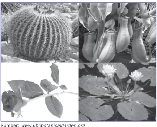 Gambar 3.21 Berbagai bentuk adaptasi tumbuhan