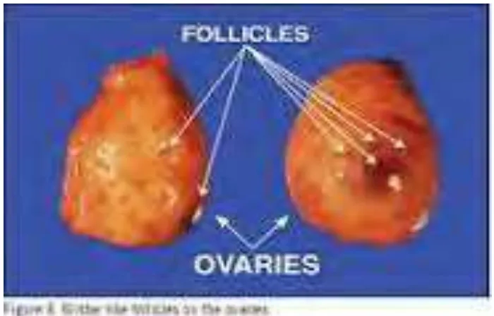 Gambar 9 . Follikel dalam ovarium Sumber : Dokterternak.com 