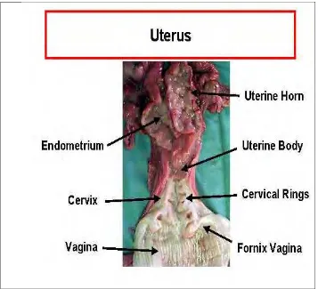 Gambar 12. bagian dalam dari uterus  ( tanduk uterus, badan uterus dan cervix uterus) Sumber  :  agricultureproud.com 