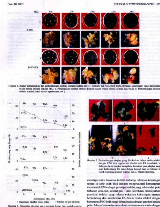 Gambar 1. Reaksi pertumbuhan dan perkembangan embrio somatik kedelai B3731 (toleran) dan MSC8606 (peka terbadap kekeringan) yang dikulturkan 