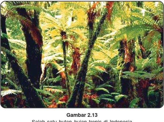Gambar 2.13Salah satu hutan hujan tropis di Indonesia