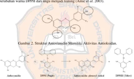 Gambar 2. Struktur Antosianidin Memiliki Aktivitas Antioksidan. 