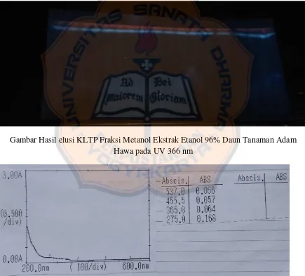 Gambar Hasil elusi KLTP Fraksi Metanol Ekstrak Etanol 96% Daun Tanaman Adam 