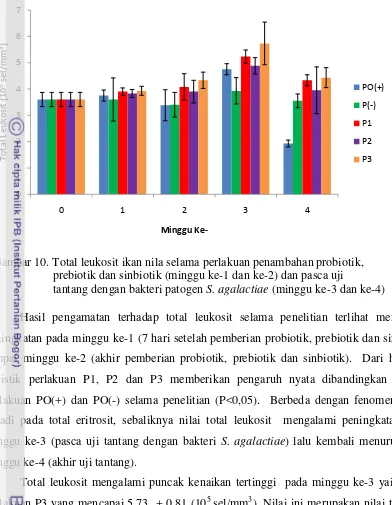 Gambar 10. Total leukosit ikan nila selama perlakuan penambahan probiotik,   