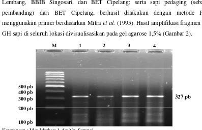 Gambar 2. Visualisasi Amplifikasi PCR Fragmen Gen GH 