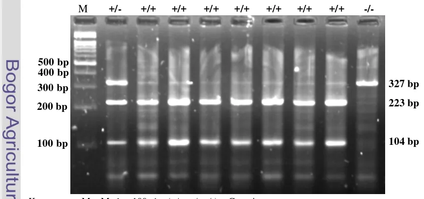 Gambar 4. Visualisasi PCR-RFLP Fragmen Gen GH|MspI 