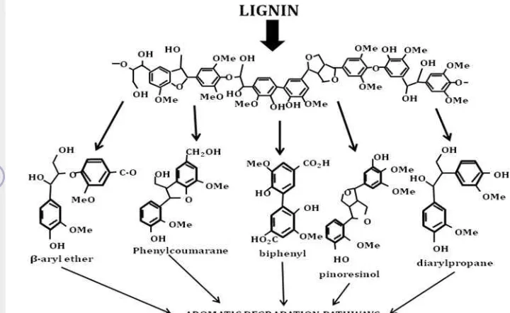 Figure 2. Major type of linkages found in lignin (Bugg et al. 2011) 