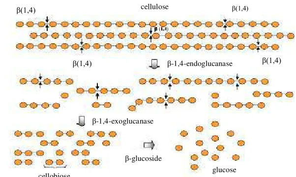 Figure 3. Schematic representation of cellulase enzymes over the cellulose      structure (Mussatto & Teixeira 2010) 