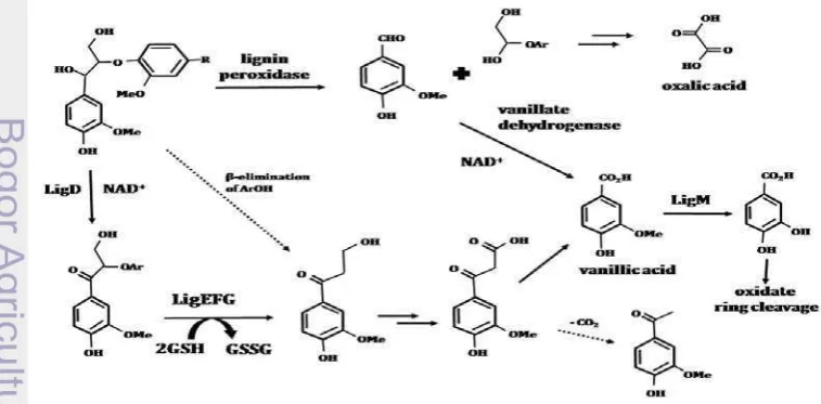 Figure 5. Aromatic degradation pathway of �-Aryl ether lignin compound 