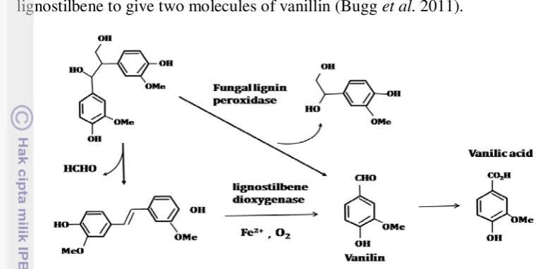 Figure 7. Aromatic degradation pathway of diarypropane lignin compound 