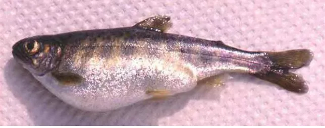 Gambar  9. Ikan Salmon yang terserang Renibacterium salmoninarum,  pada bagian perut membengkak