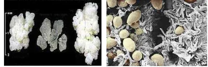 Gambar 1. Biji Kefir  dan Mikroflora yang Terkandung dalam Biji Kefir (Anfiteatro, 2009)