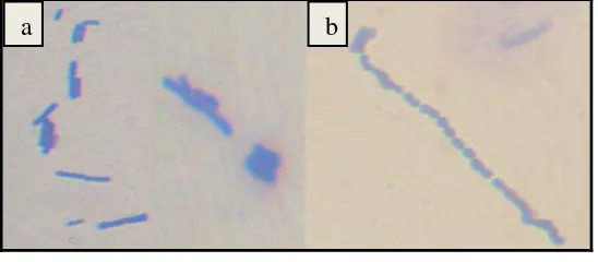 Gambar 5.  Morfologi Bakteri Asam Laktat Kefir 