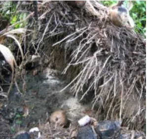 Gambar  2.     Akar kelapa sawit kelapa sawit  (Sumber : http://blogs.unpad.ac.id /algadelimaputra/ 2010/06/14/ apa-tu-kelapa-sawit/ akses pada 24 februari 2011) 