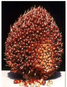 Gambar 7.      Tandan buah segar (sumber : pahan 2008) 