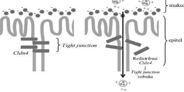 Gambar 1. Mekanisme Pembukaan Tight Junction Melalui Translokasi Protein Claudin-4 (Cldn-4) Oleh Nanopartikel Kitosan (Diadaptasi Dari Yeh Et Al., 2011; Bhardwaj Dan Kumar, 2006) 