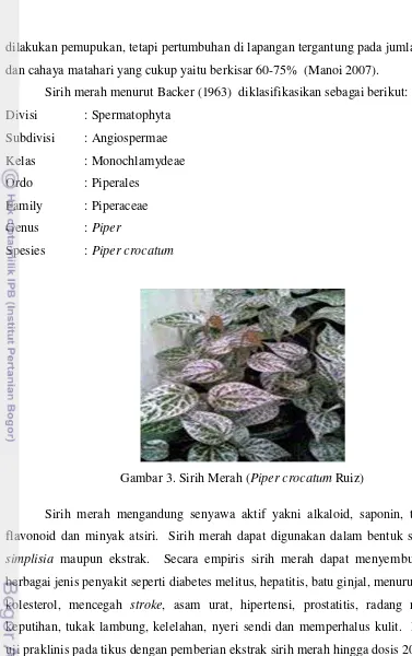 Gambar 3. Sirih Merah (Piper crocatum Ruiz) 
