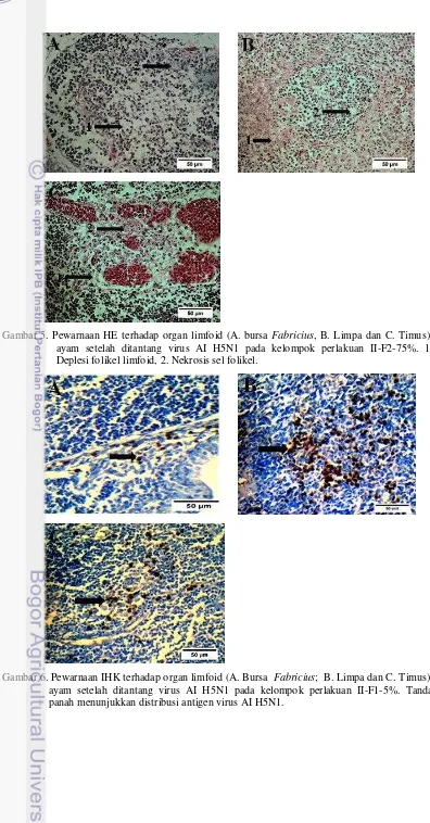 Gambar 5. Pewarnaan HE terhadap organ limfoid (A. bursa Fabricius, B. Limpa dan C. Timus), 