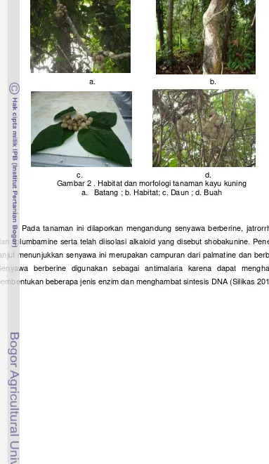 Gambar 2 . Habitat dan morfologi tanaman kayu kuning 