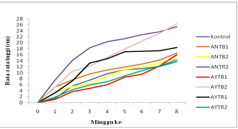 Gambar 2  Rata-rata pertumbuhan tinggi rasamala (A. excelsa Noronhae) per minggu. 