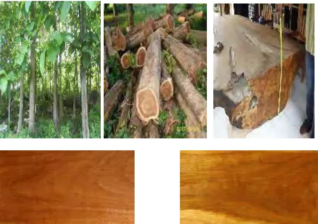 Gambar 1-28. Pohon dan papan kayu jatii 