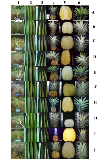 Gambar 2. Hasil pengamatan morfologi karakter kedudukan daun(1), warna daun tua (2), distribusi duri (3), warna buah matang (4), warna daging buah (5), dan  bentuk mahkota 6) pada C-SMDU (A), C-BNHYU (B), SC-NAD (C), SC-PRBA (D), SC-SMUT3 (E),  C-PAK (F), 