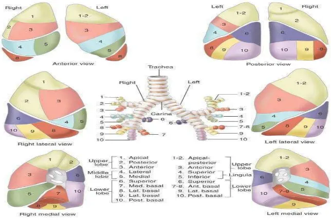 Gambar 2.1 Anatomi Organ Paru (Sumber: Frank H. Netter, 2006) 