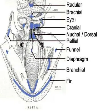 Gambar 1 Anatomi sotong (Sepia recurvirostra) 